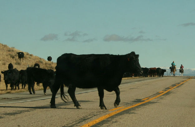 Cow in the road. Photo by Dawn Ballou, Pinedale Online.
