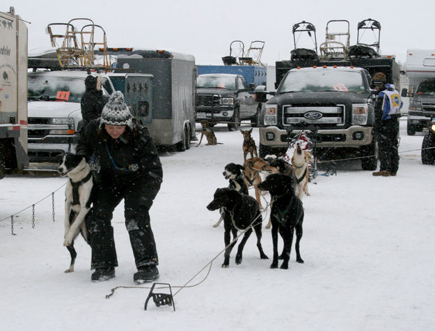 Hooking up the dogs. Photo by Dawn Ballou, Pinedale Online.