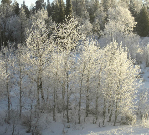 Frosty trees. Photo by Bill Winney.