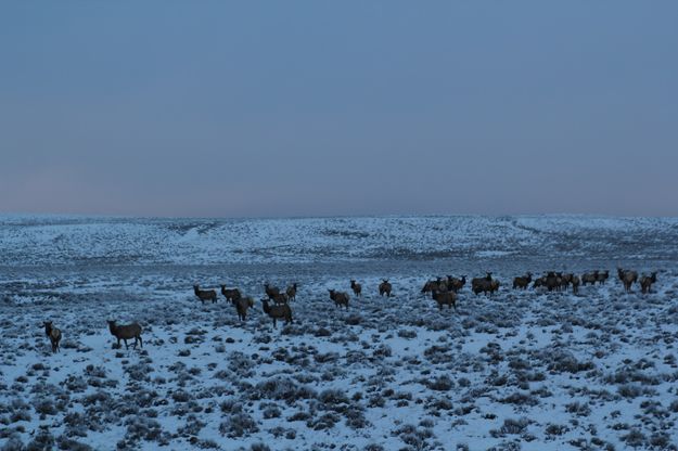 Elk herd. Photo by Cat Urbigkit.
