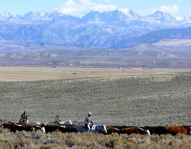 Moving Sommers cattle. Photo by Dawn Ballou, Pinedale Online.