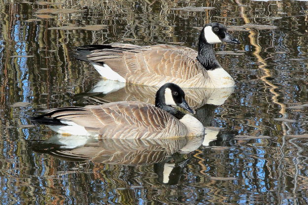 Geese. Photo by Fred Pflughoft.