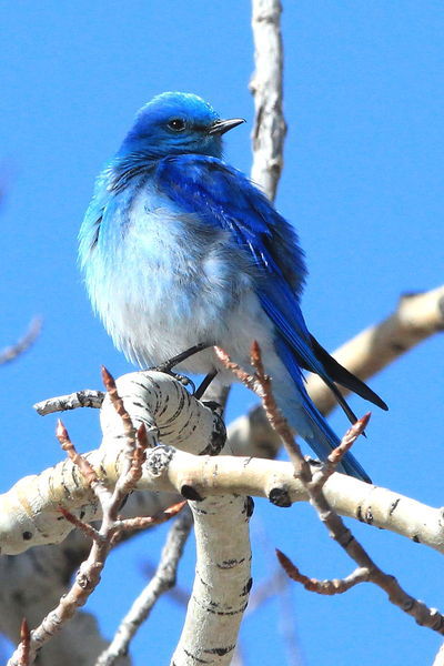 Bluebird. Photo by Fred Pflughoft.