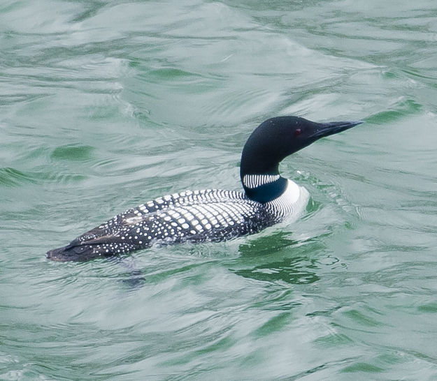 Common Loon. Photo by Dave Bell.