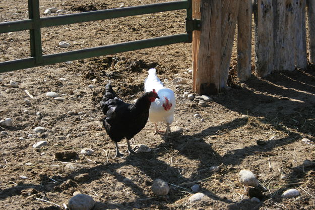 Chickens. Photo by Dawn Ballou, Pinedale Online.