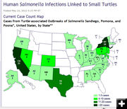 Turtle Salmonella outbreak map. Photo by CDC.