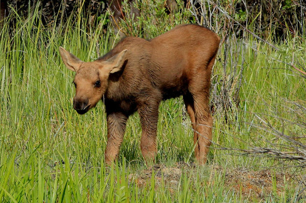 Baby moose. Photo by Fred Pflughoft.
