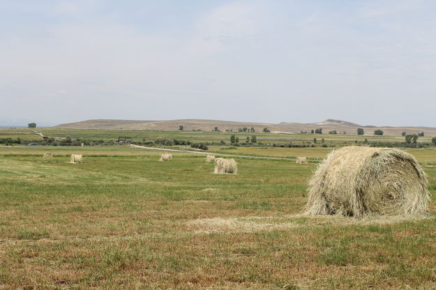 Hay field. Photo by Dawn Ballou, Pinedale Online.