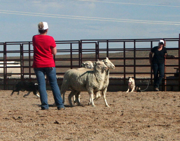 Herd dog demo. Photo by Dawn Ballou, Pinedale Online.