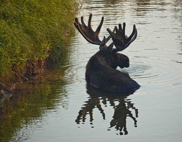 Antler reflection. Photo by Dave Bell.