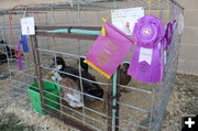 Grand Champion Duck. Photo by Dawn Ballou Pinedale Online.