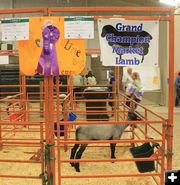Grand Champion Lamb. Photo by Dawn Ballou, Pinedale Online.