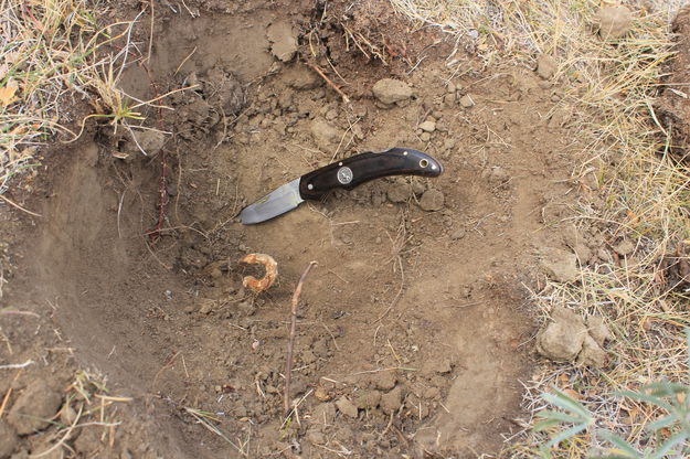 Buried tent stake. Photo by Dawn Ballou, Pinedale Online.