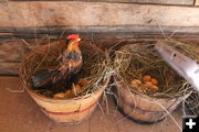 Hen and eggs. Photo by Dawn Ballou, Pinedale Online.