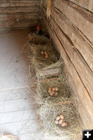 Egg nests. Photo by Dawn Ballou, Pinedale Online.
