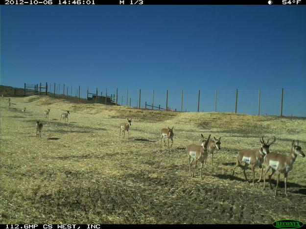 Pronghorn on overpass bridge. Photo by Wyoming Department of Transportation..