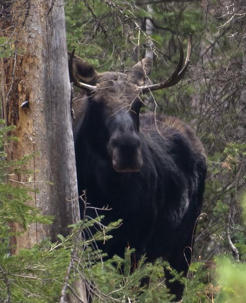 Bull moose. Photo by Dave Bell.