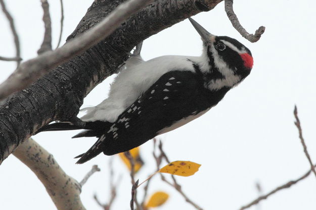 Woodpecker. Photo by Fred Pflughoft.