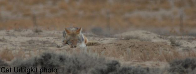 Coyote napping. Photo by Cat Urbigkit.