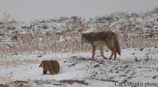 Coyote and badger, friends. Photo by Cat Urbigkit.