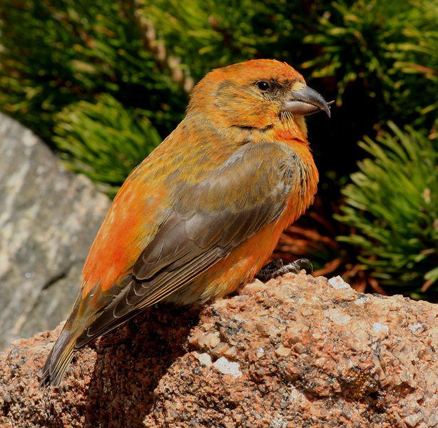 Red Crossbill. Photo by Fred Pflughoft.