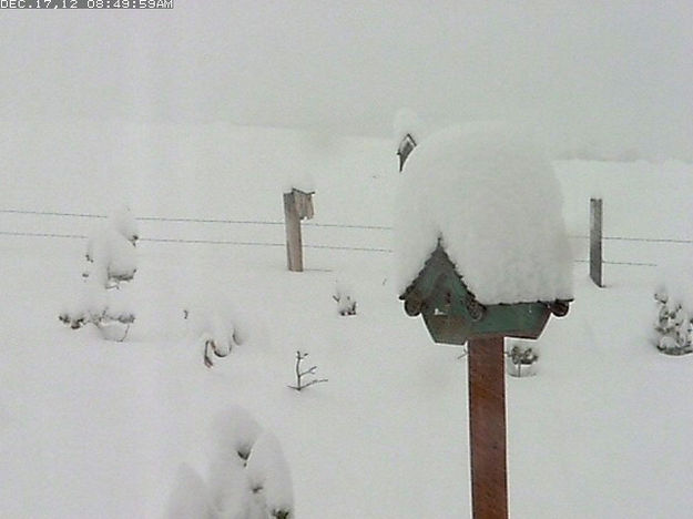 New snow in Bondurant. Photo by Dell Fork Ranch webcam.