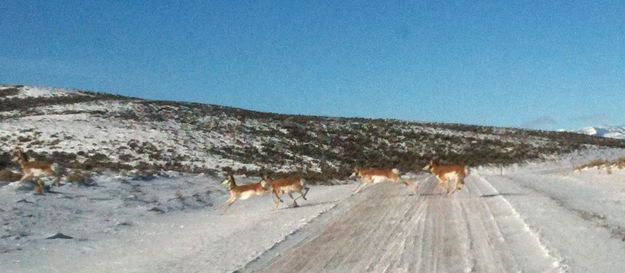 Antelope crossing. Photo by Dawn Ballou, Pinedale Online.