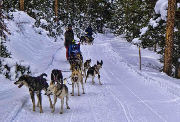 Sled Dog teams. Photo by Dave Bell.