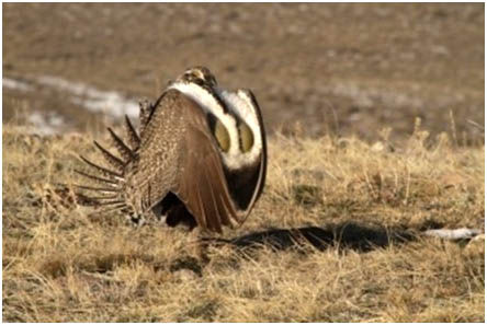 Sage grouse. Photo by Sublette County Conservation District.