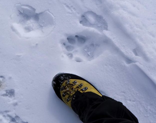 Wolf tracks. Photo by Dave Bell.