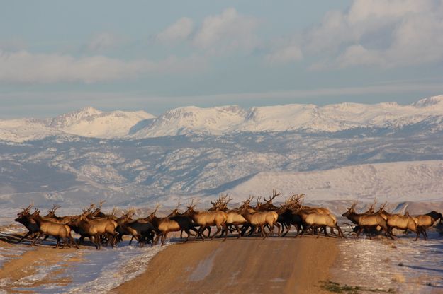Bull elk. Photo by Karen Forrester.