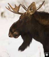 Bull Moose. Photo by Dave Bell.