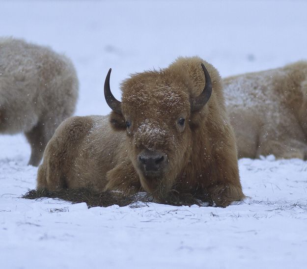 Bison. Photo by Dave Bell.