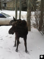 Moose out front. Photo by Joe Zuback.