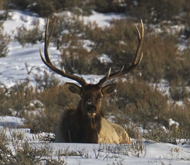 Bull elk. Photo by Dave Bell.