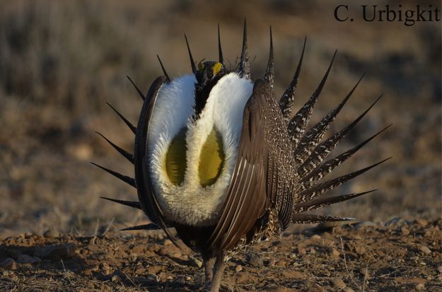 Sage Grouse male. Photo by Cat Urbigkit.