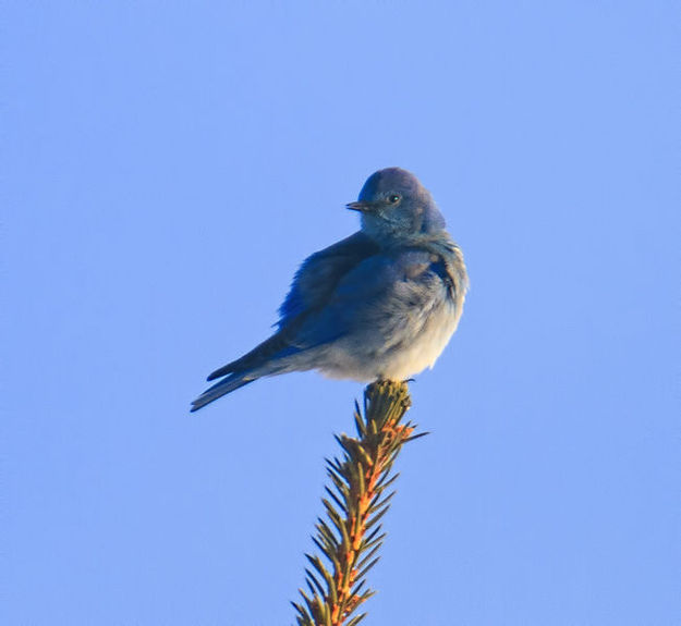 Bluebirds are back. Photo by Dave Bell.