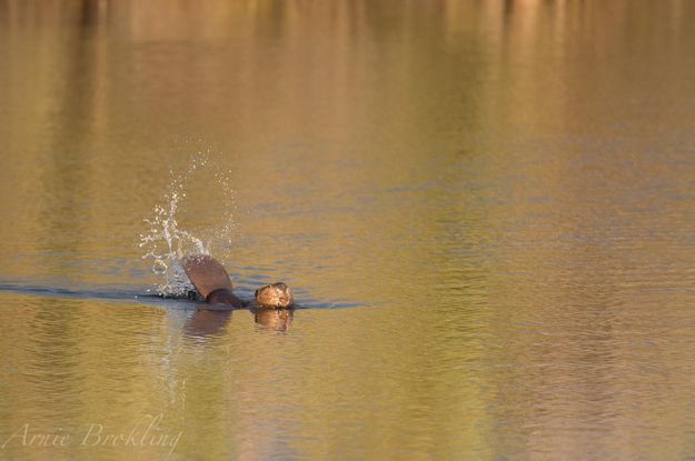 Beaver. Photo by Arnold Brokling.