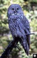 Great Gray Owl. Photo by Mike Lillrose.