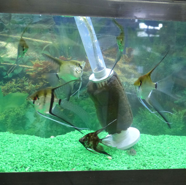 Tropical fish and aquariums. Photo by Dawn Ballou, Pinedale Online.