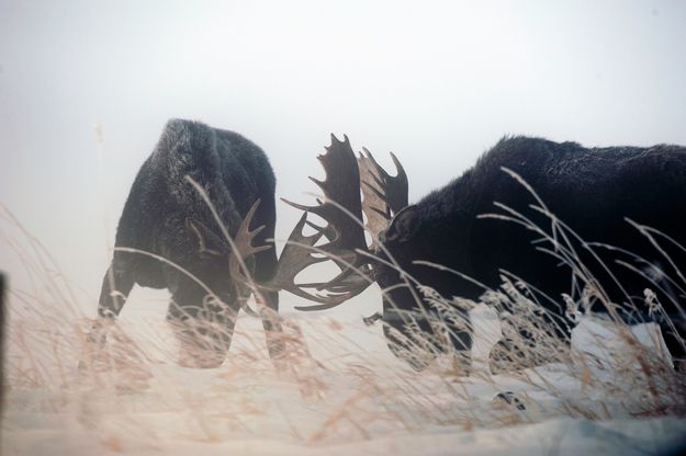 Big bulls. Photo by Arnold Brokling.