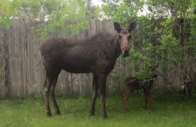 Moose. Photo by Bill Boender.