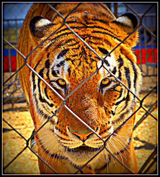 Bengal Tiger. Photo by Terry Allen.