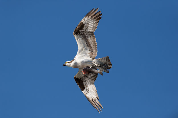 Osprey. Photo by Arnold Brokling.
