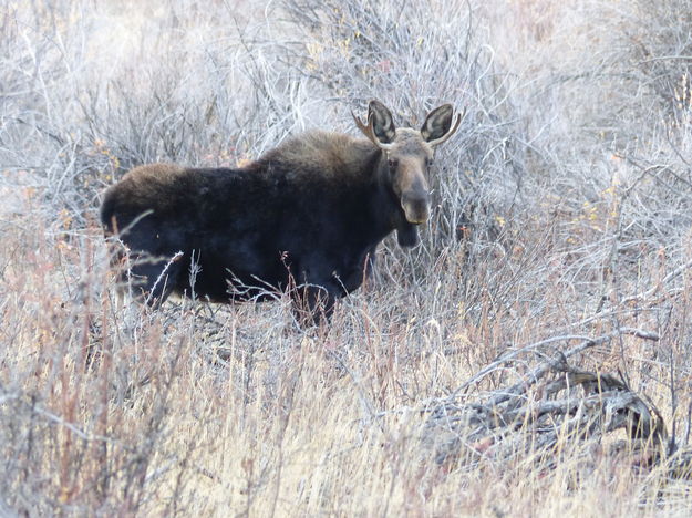 Young bull moose. Photo by Dawn Ballou, Pinedale Online.