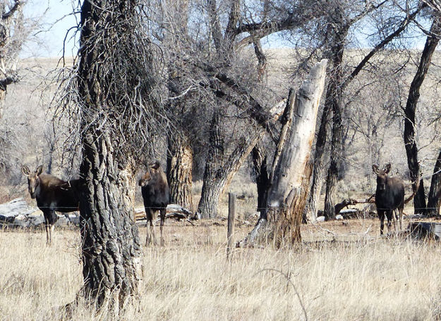 3 moose. Photo by Dawn Ballou, Pinedale Online.