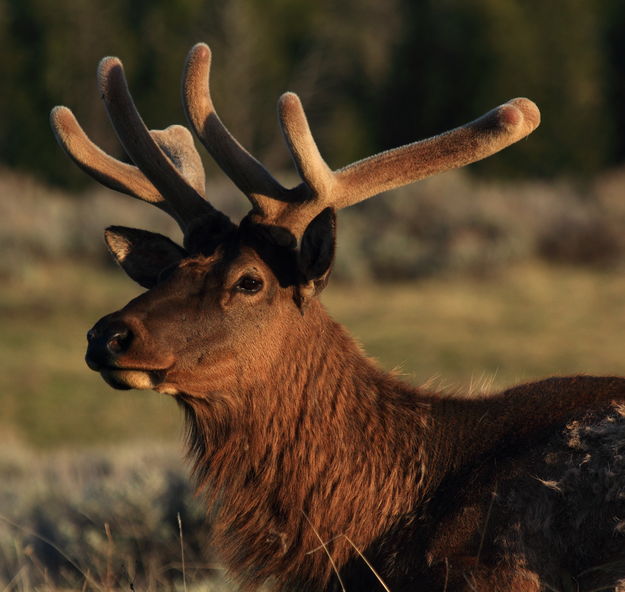 Bull elk. Photo by Fred Pflughoft.