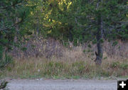 Deer decoy. Photo by Wyoming Game & Fish.