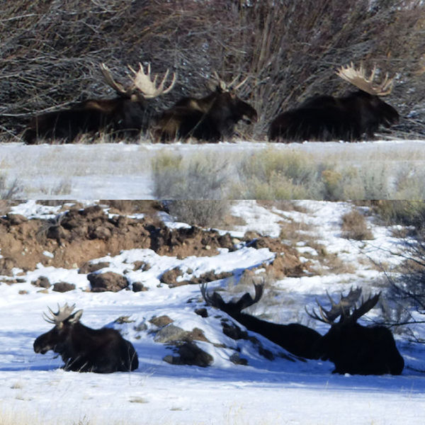 6 Moose. Photo by Dawn Ballou, Pinedale Online.