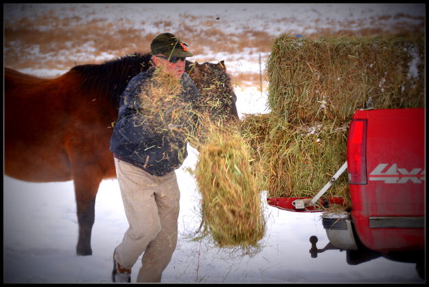 Throwing hay. Photo by Terry Allen.